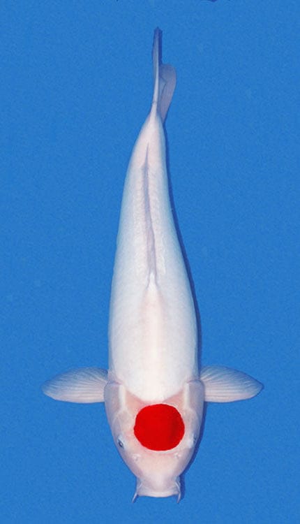 25007 Doitsu Tancho Kohaku 2 Year Female 18″ Koi Fish