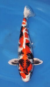 25008 kin showa 2 year female 20" sold A 20-inch female Kin Showa koi fish with black, orange, and white patterns on its body, swimming in blue water.