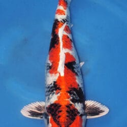A 20-inch female Kin Showa koi fish with black, orange, and white patterns on its body, swimming in blue water.
