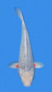 25009 white asagi 3 year female 21" sold A photograph of a white asagi koi fish, predominantly white in color with black patterns, swimming in blue water.