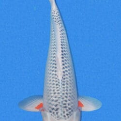 A photograph of a white asagi koi fish, predominantly white in color with black patterns, swimming in blue water.