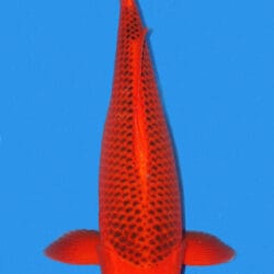 A vibrant red Aka Matsuba koi fish swimming against a blue background.