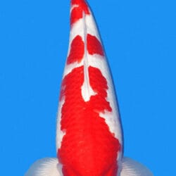 25011 kohaku 2 year female 22" koi fish