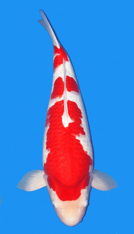 25011 Kohaku 3 Year Female 22″ Koi Fish