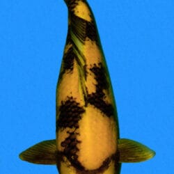 An image of a 20-inch female Ki Utsuri koi carp with black and gold patterns on a yellow body.