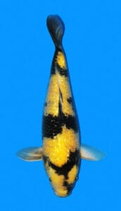 25013 ginrin ki utsuri 2 year female 16" sold A photograph of a 16-inch female Ginrin Ki Utsuri koi fish.