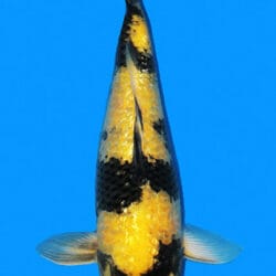 A photograph of a 16-inch female Ginrin Ki Utsuri koi fish.