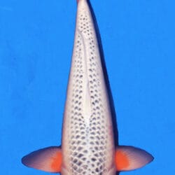 A photograph of a 18-inch female Asagi koi fish.