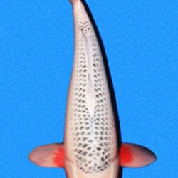 A single Asagi koi fish, which is black and white with a red marking on its fins, tail, and around its eyes, against a blue background.