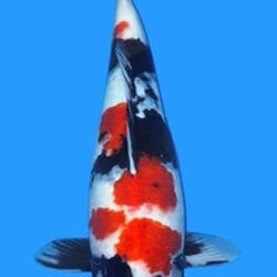 A photograph of a 22-inch female Maruten Showa koi fish with a predominantly white body and black and orange markings.