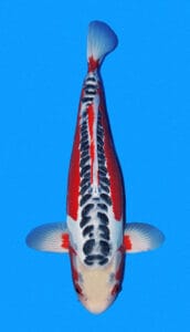 25017 shisui 3 year female 22" sold An image of a Shisui koi fish with a predominantly white body, black and red markings, and a blue background.