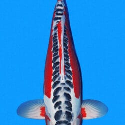 An image of a Shisui koi fish with a predominantly white body, black and red markings, and a blue background.