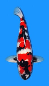 25018 showa 4 year female 26" sold A 26-inch female Showa koi fish with black, red, and white patterns on a blue background.