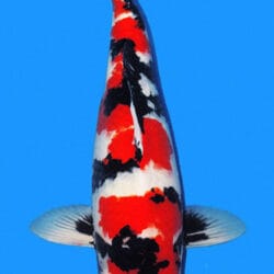 A 26-inch female Showa koi fish with black, red, and white patterns on a blue background.