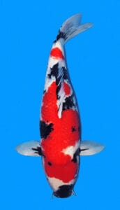 25019 showa 2 year female 21" koi fish A photograph of a 21-inch female Showa koi fish with black, white, and red patterns on a blue background.