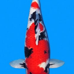 A photograph of a 21-inch female Showa koi fish with black, white, and red patterns on a blue background.