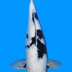 A single black and white koi fish with a predominantly white body and black markings, swimming against a blue background.