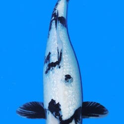 This 18-inch koi is actually a Ginrin Showa based on the image, showing a black-based body with red and white pattern layered over it, along with bright reflective ginrin scales. The sumi forms a strong foundation, while the beni adds warmth and movement across the body. The white areas help break up the pattern, giving the fish a balanced three-color presentation that reads clearly in the water.