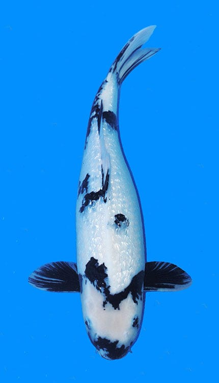 This 18-inch koi is actually a Ginrin Showa based on the image, showing a black-based body with red and white pattern layered over it, along with bright reflective ginrin scales. The sumi forms a strong foundation, while the beni adds warmth and movement across the body. The white areas help break up the pattern, giving the fish a balanced three-color presentation that reads clearly in the water.