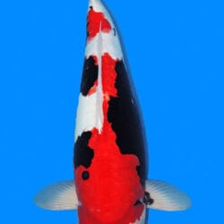 A photograph of a 24-inch female Beni Kumonryu koi fish.