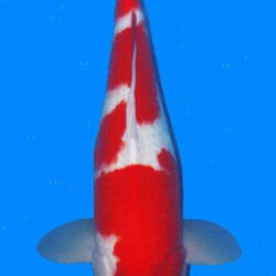 A digital image of a 18-inch female Kohaku koi fish against a blue background.
