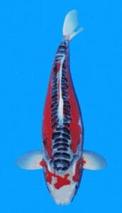 25027 shisui 3 year female 18" sold A photograph of a Shisui 3 Year Female Koi fish, which is 18 inches in size, displaying its colors and patterns.