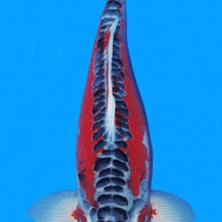 A photograph of a Shisui 3 Year Female Koi fish, which is 18 inches in size, displaying its colors and patterns.