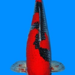 A single red and black koi fish with a solid blue background.