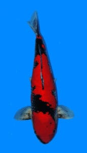 25029 goshiki 3 year female 24" sold A single red and black Goshiki koi fish swimming against a blue background.