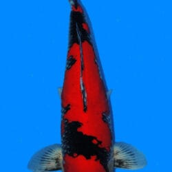 A single red and black Goshiki koi fish swimming against a blue background.