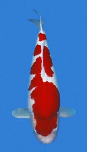 25031 kohaku 3 year female 25" sold A photograph of a 25031 Kohaku female koi fish, which is predominantly red with white markings, swimming against a blue background.