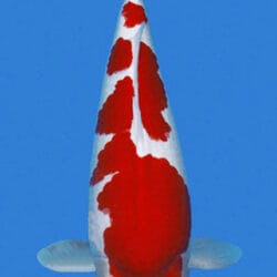A photograph of a 25031 Kohaku female koi fish, which is predominantly red with white markings, swimming against a blue background.