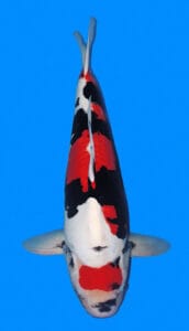 25032 beni kumonryu 3 year female 22" sold A photograph of a 22-inch female Beni Kumonryu koi fish.