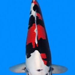 A photograph of a 22-inch female Beni Kumonryu koi fish.