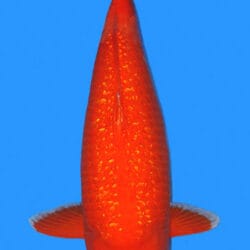 A single orange Aka Muji koi fish swimming against a blue background.