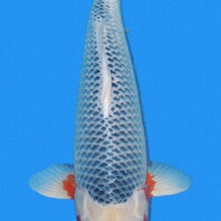 This 30-inch Asagi has a calm, commanding presence, with a beautifully ordered blue-gray netting pattern across the back and warm hi rising cleanly along the sides. The reticulation appears even and well defined, which gives the fish the structured, traditional look that makes Asagi so respected among Japanese koi. The color balance is especially appealing here—the cool, refined tone of the body is softened by the warmer red accents, creating a very composed and elegant overall impression.