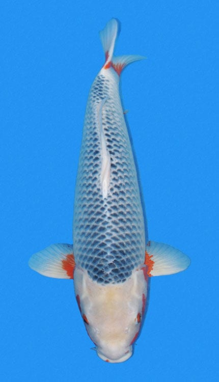 This 30-inch Asagi has a calm, commanding presence, with a beautifully ordered blue-gray netting pattern across the back and warm hi rising cleanly along the sides. The reticulation appears even and well defined, which gives the fish the structured, traditional look that makes Asagi so respected among Japanese koi. The color balance is especially appealing here—the cool, refined tone of the body is softened by the warmer red accents, creating a very composed and elegant overall impression.