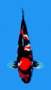 25035 showa 3 year female 30" sold A Showa koi, or Showa Sanshoku, is a powerful and expressive variety of Japanese koi known for its dynamic combination of sumi, beni, and shiroji.