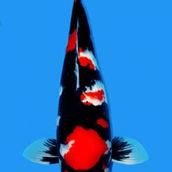A Showa koi, or Showa Sanshoku, is a powerful and expressive variety of Japanese koi known for its dynamic combination of sumi, beni, and shiroji.
