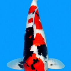 A Showa koi, or Showa Sanshoku, is a powerful and expressive variety of Japanese koi known for its dynamic combination of sumi, beni, and shiroji. Unlike Kohaku or Sanke, Showa is a black-based Nishikigoi, meaning the sumi forms the foundation of the pattern and rises through the body beneath the red and white. A strong Showa often shows bold contrast, balanced movement in the pattern, and the kind of dramatic presence that makes the variety stand out immediately in the pond. Traditional markers such as men
