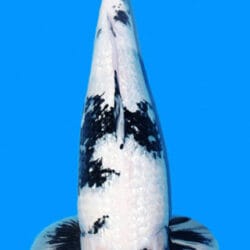 Black and white koi fish on a blue background