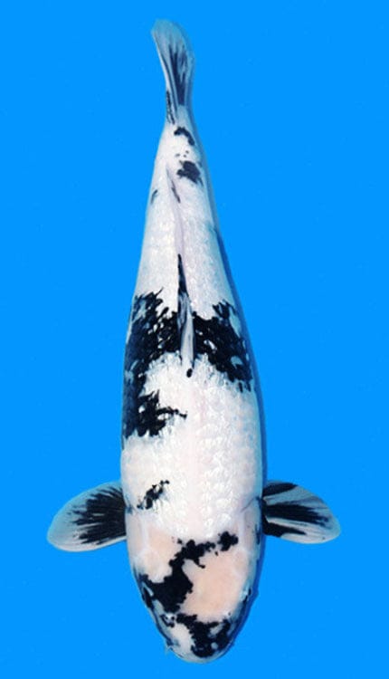 Black and white koi fish on a blue background