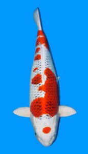 25038 tancho kujaku 4 year female 26" sold A photograph of a Tancho Kujaku koi fish with predominantly white and orange coloring.