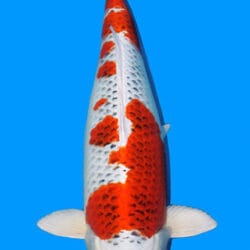 A photograph of a Tancho Kujaku koi fish with predominantly white and orange coloring.