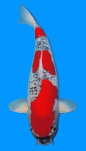 25039 maruten goshiki 3 year female 25" sold A single Koi fish with predominantly white and red colors, displayed against a blue background.