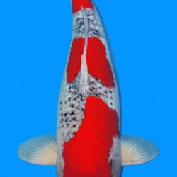 A single Koi fish with predominantly white and red colors, displayed against a blue background.