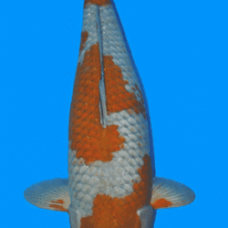 Colorful koi fish on a blue background