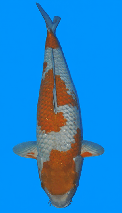 Colorful koi fish on a blue background