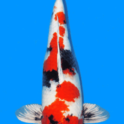 Multicolored koi fish on a blue background