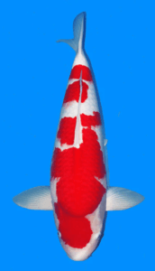 25051 kohaku 4 year female 26" sold Red and white 锦鲤 fish on a blue background